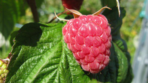 Les framboises de Nendaz
