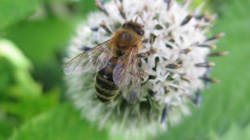 vive les abeilles !