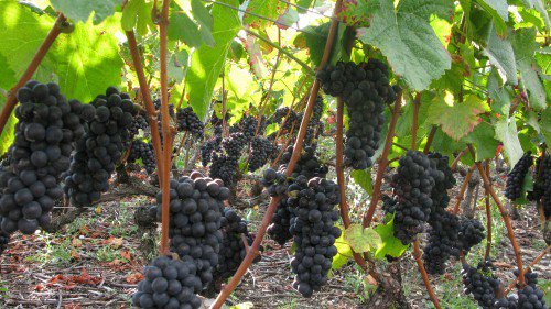vendanges