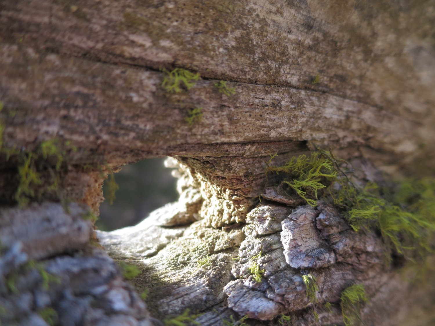 Mercredis juillet et août 2022 "Confidences de la forêt"
