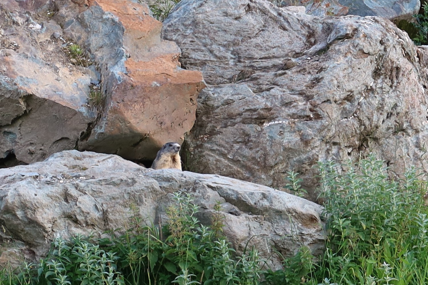 Tous les jeudis de juillet et août 2023 - La vie des marmottes