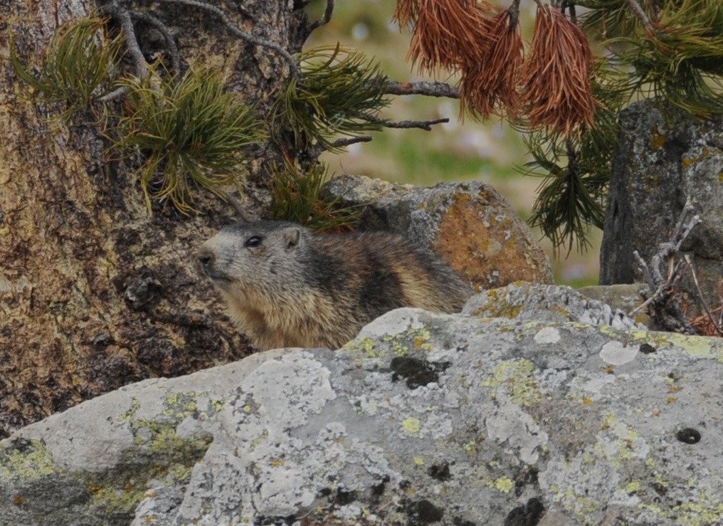 11.07.2019 La vie des marmottes