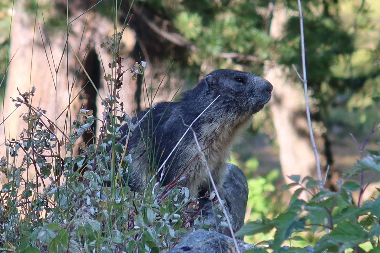 jeudi 25 mai 2023 - FDN "Le réveil des marmottes"