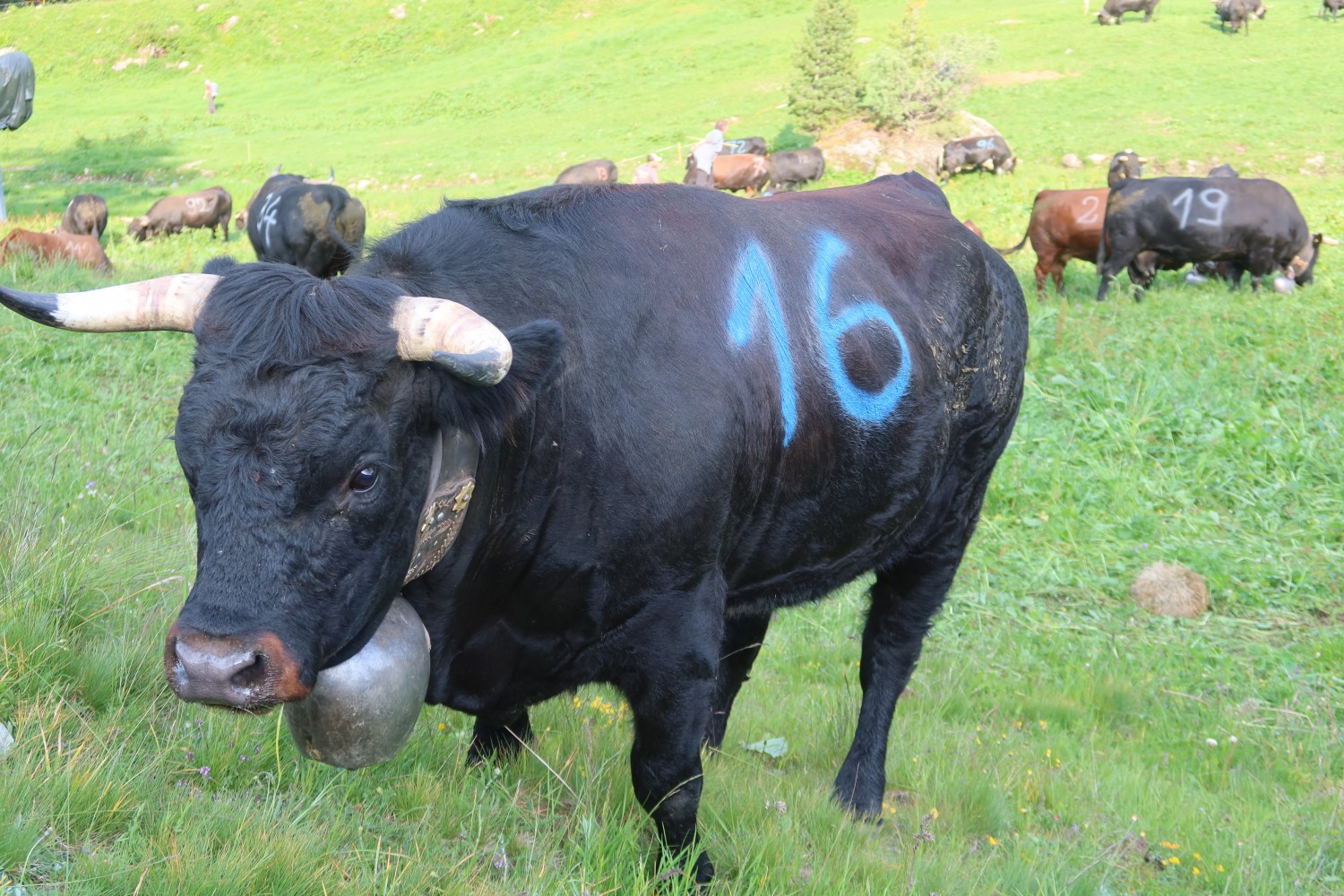 Les mardis de juillet et août 2024 - Raclette à l'alpage