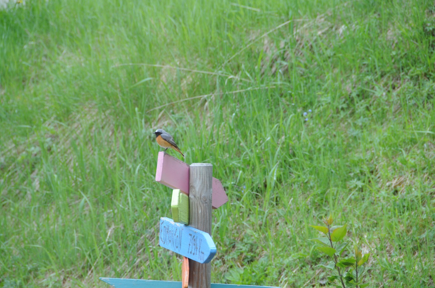 13, 18 et 25 avril 2026 UP Nendaz - Les oiseaux de notre région