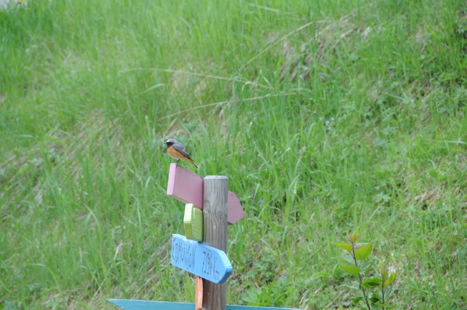 19 avril 2027 UP Nendaz - En savoir plus sur les oiseaux