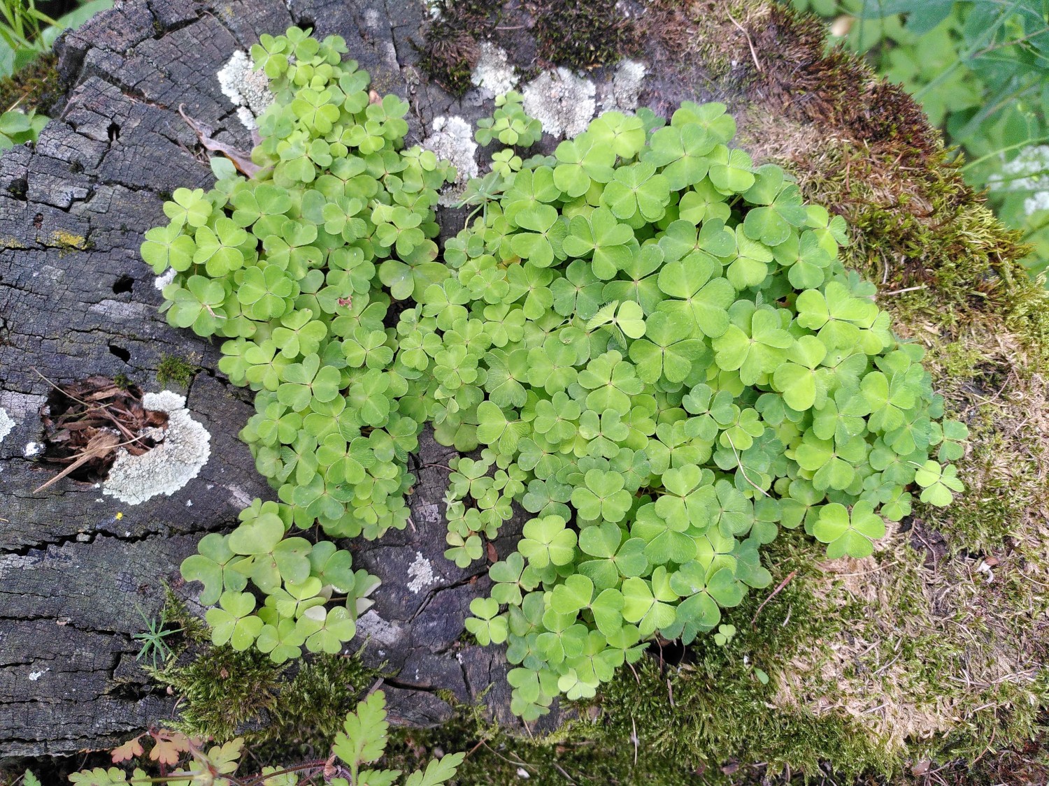 12 mai 2027 UP Nendaz - Plantes comestibles