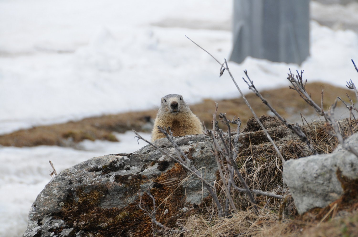 Fête de la Nature - Réveil des marmottes 22.05.2020