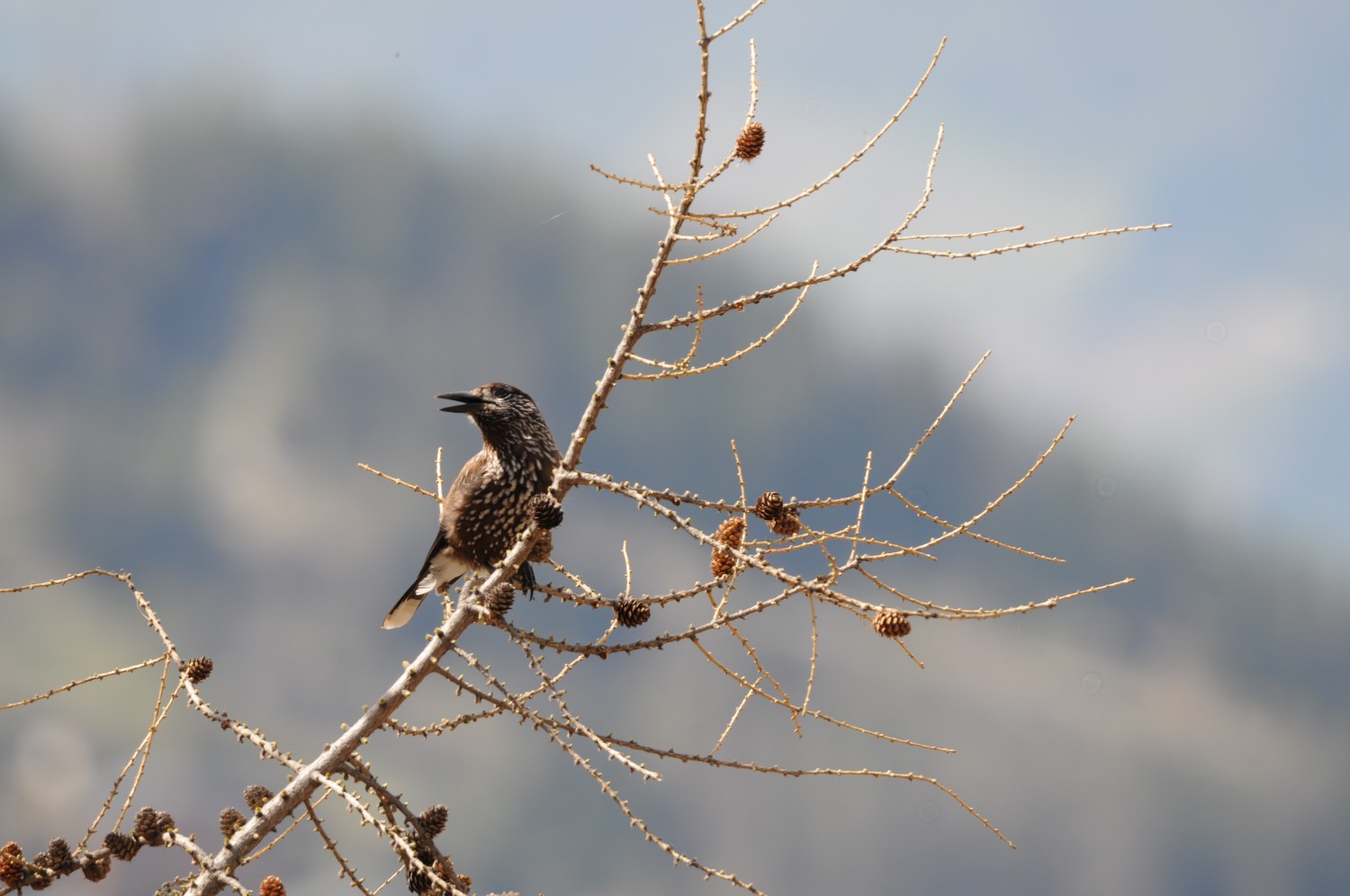 vendredi 24 juillet 2026 - randonnée ornithologique en altitude