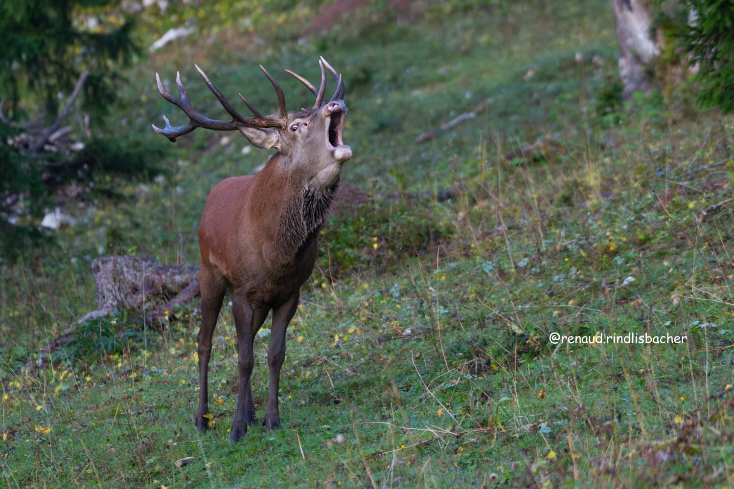 07.10.2026 - Brame du cerf