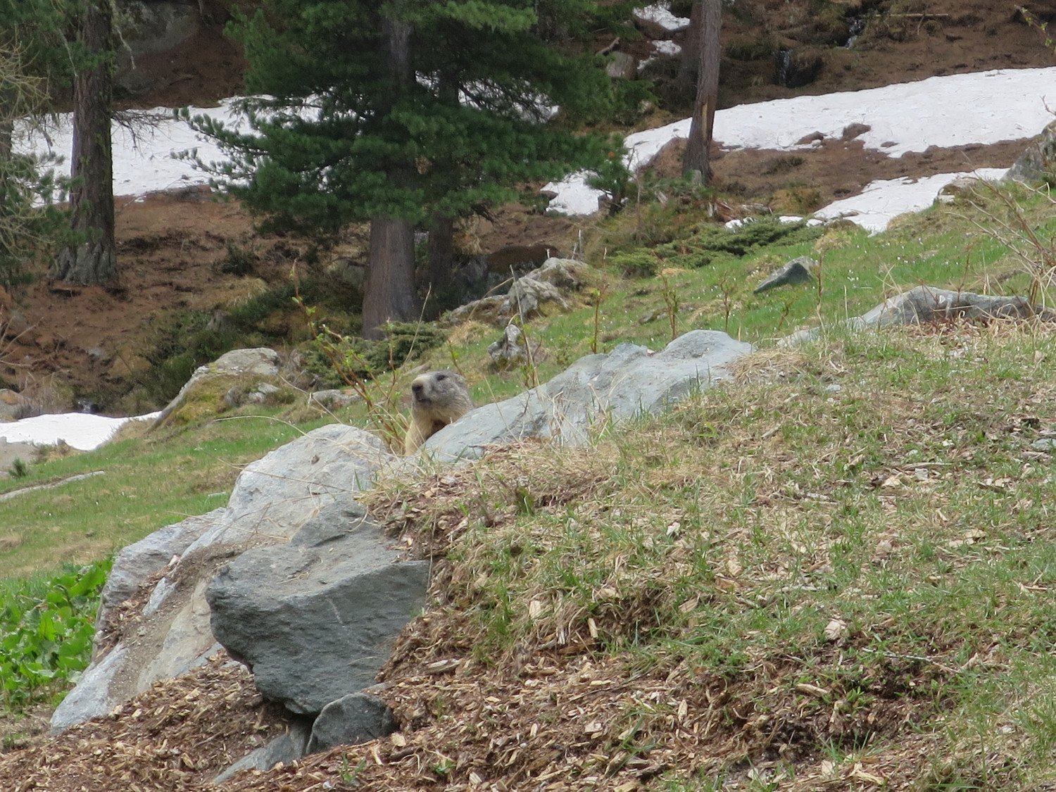 22.05.2020 - La vie des marmottes