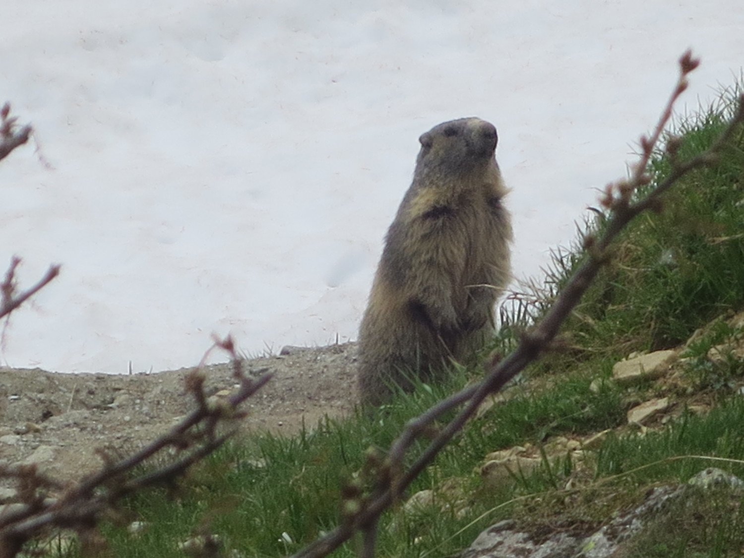 16.07.2020 - Balade "La vie des marmottes"