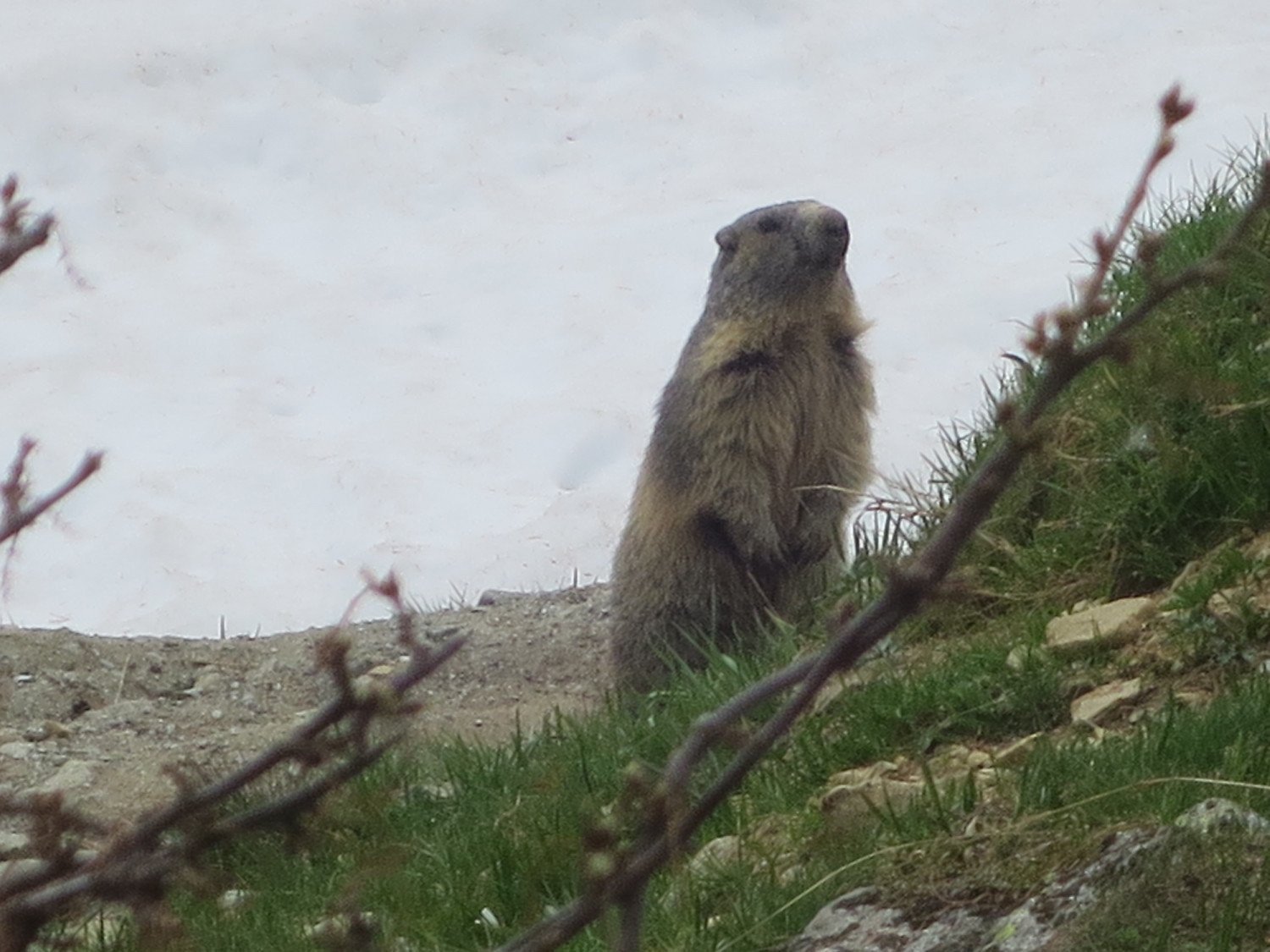 16.07.2020 - Balade "La vie des marmottes"