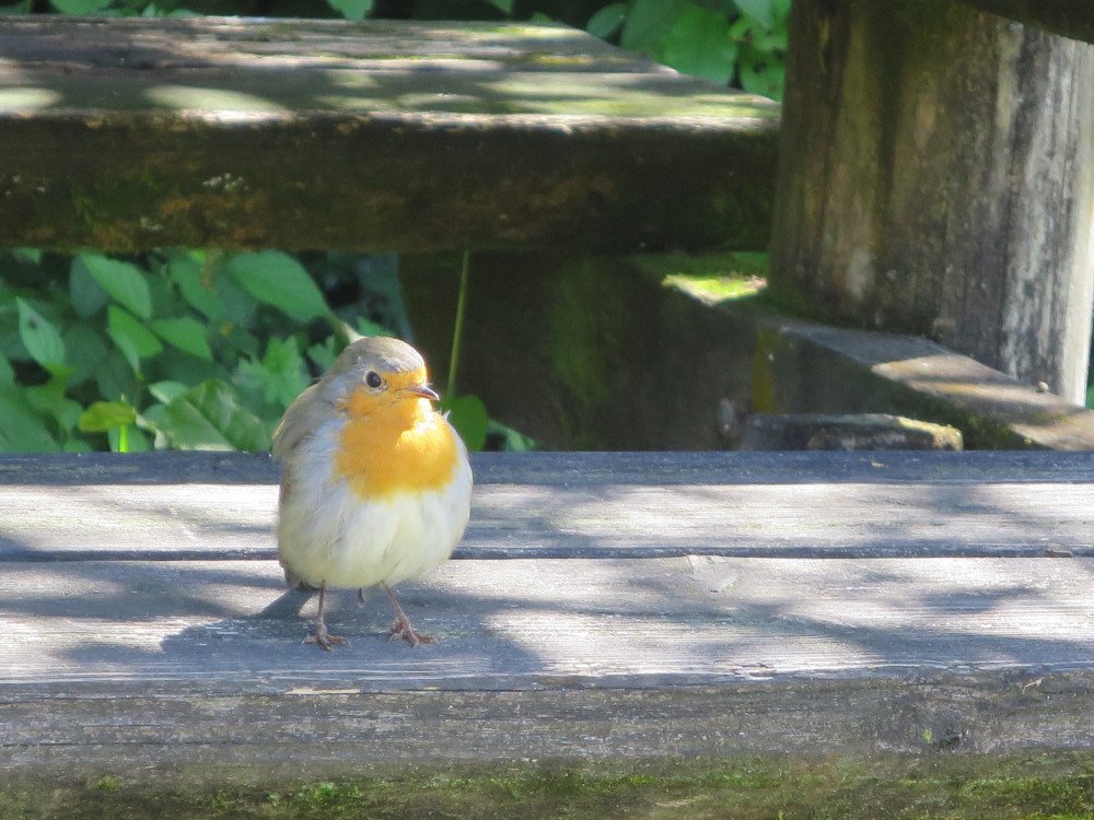 27.09.2019 - Réussite du Brevet Romand d'ornithologie