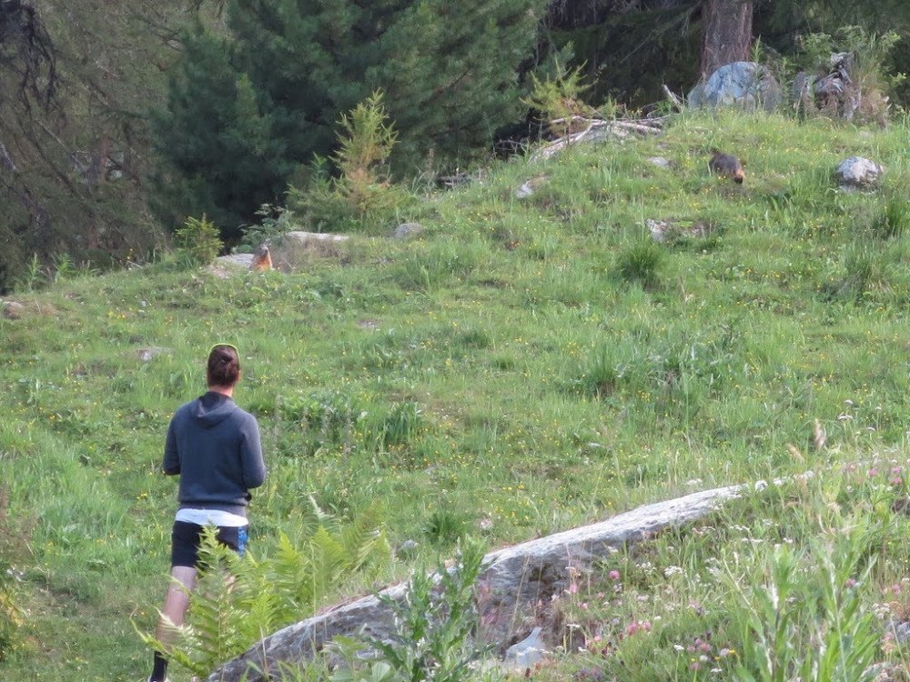 16.07.2020 La vie des marmottes
