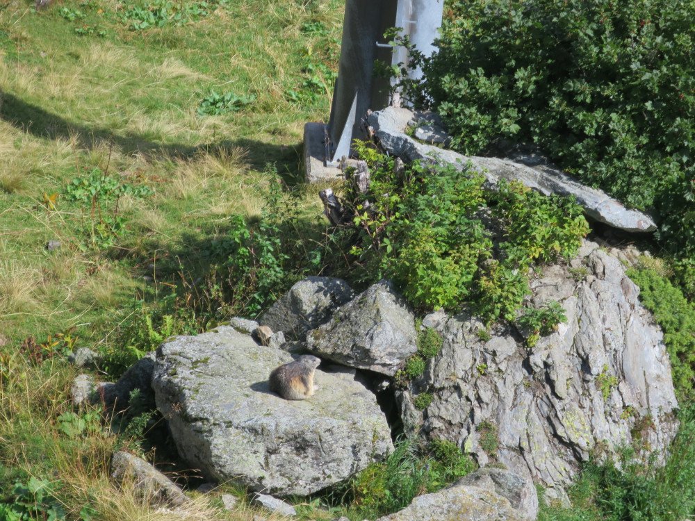 17.09.2020 Dernière sortie d'observation des marmottes à Siviez