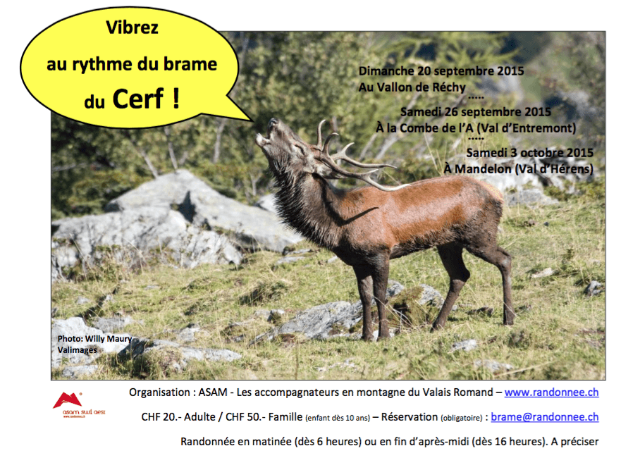 Brame du cerf