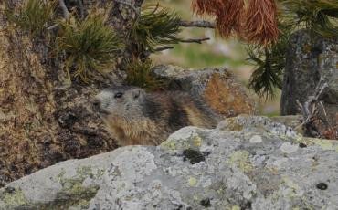 La fête de la nature - samedi 20 mai 2017