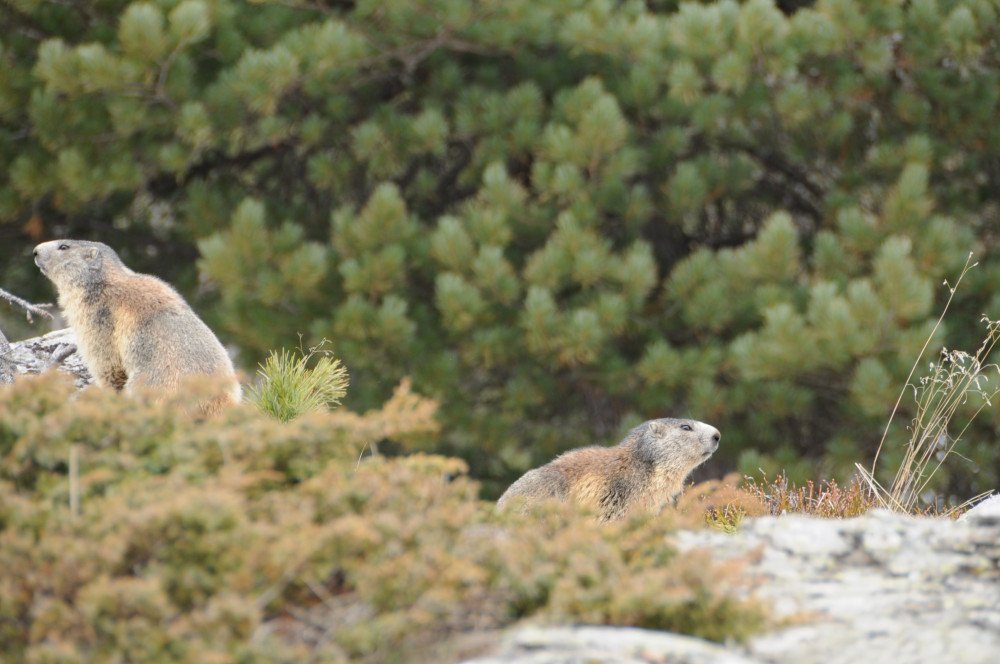 26.07.2018, la vie des marmottes