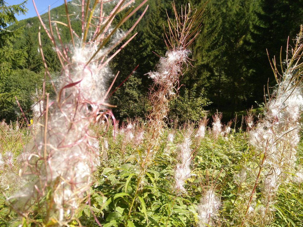 13.09.2019 - Balade sur les bisses 