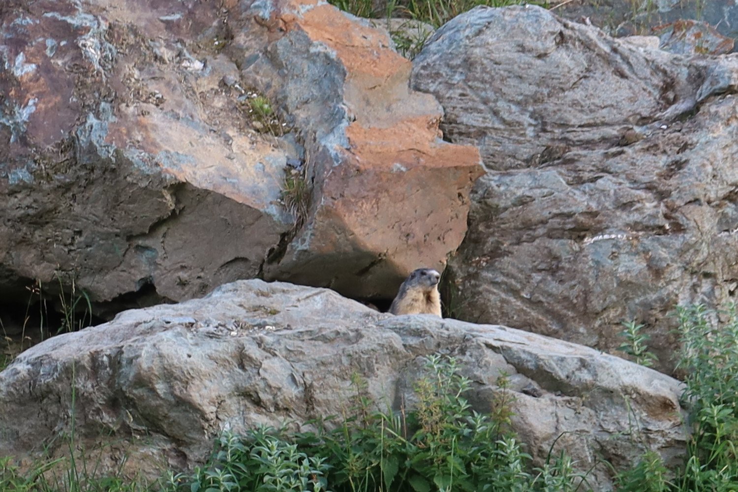 jeudis juillet et août 2022 "La vie des marmottes" à Siviez/Nendaz