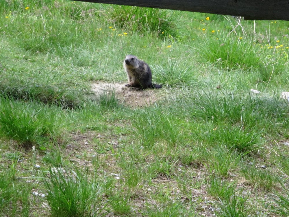 02.08.2018 La vie des marmottes 